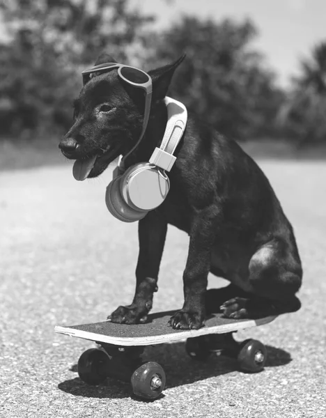 Cão em fones de ouvido no skate — Fotografia de Stock