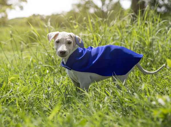 Bonito cão no traje — Fotografia de Stock