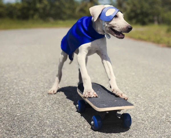 Perro en traje de superhéroe —  Fotos de Stock