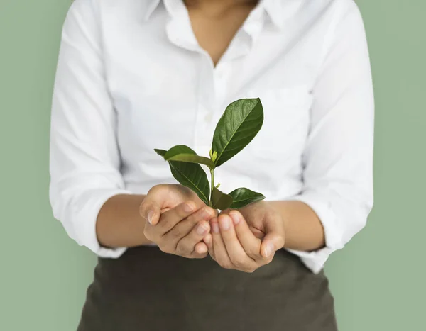 Frauenhände halten grüne Pflanze — Stockfoto