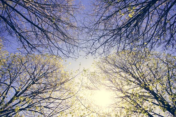 Trees against sky on sunset — Stock Photo, Image