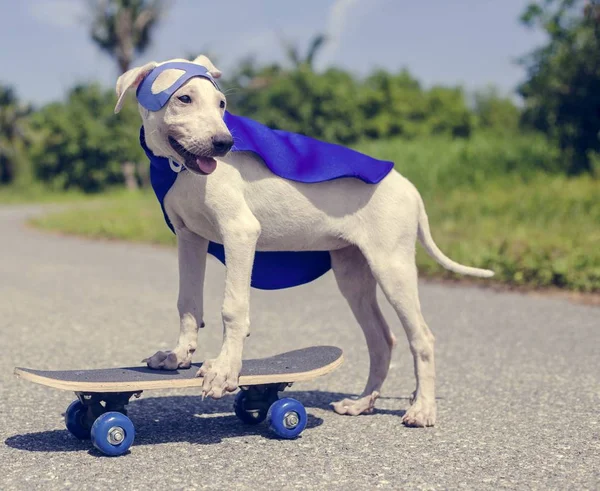 Hond Skateboard rijden — Stockfoto