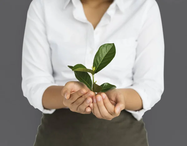 Frauenhände halten grüne Pflanze — Stockfoto