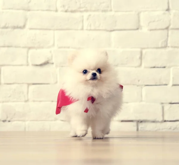 白色的小狗 — 图库照片