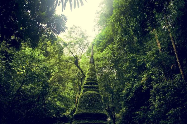 Templo antigo na floresta da selva — Fotografia de Stock