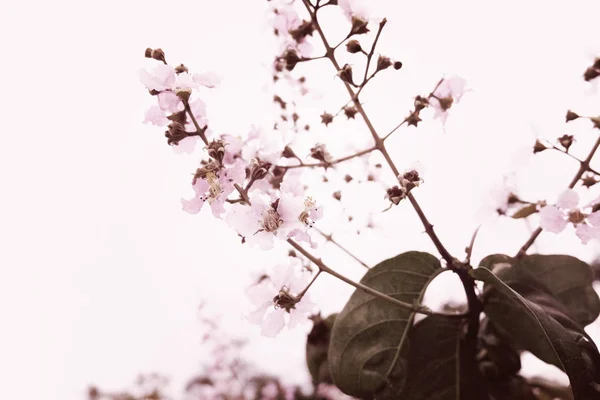 Bellissimi fiori rosa — Foto Stock