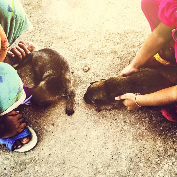 Personas cuidando cachorros — Foto de Stock