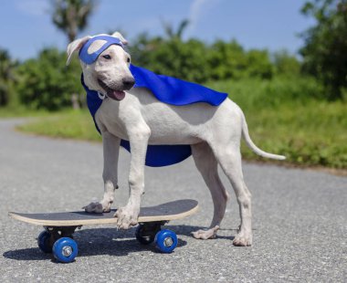 Kaykay sürme köpek