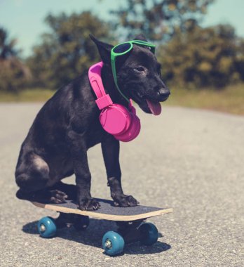Kaykay sürme köpek