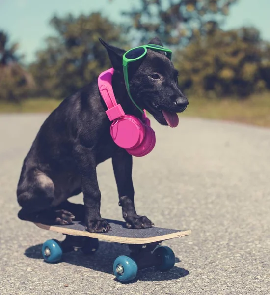 Hond Skateboard rijden — Stockfoto