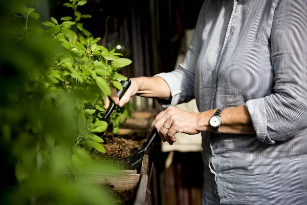 Старшая женщина с растениями — стоковое фото