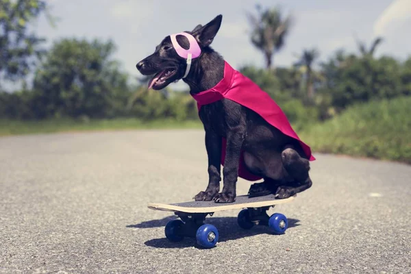 Divertido perro en traje de superhéroe — Foto de Stock