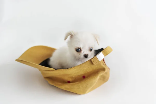 Chihuahua Dog in the cap — Stock Photo, Image