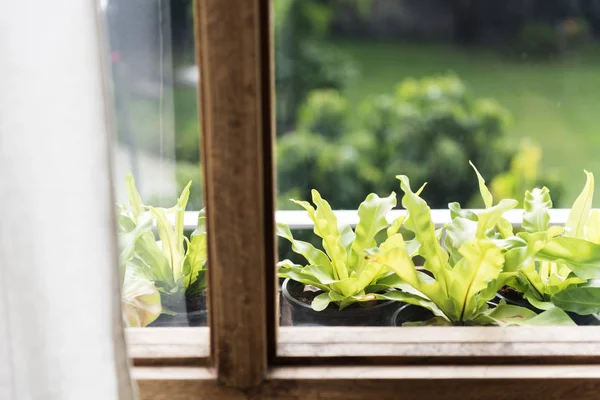 Зеленые растения на окне — стоковое фото