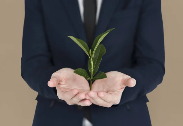 Man handen met groene plant — Stockfoto