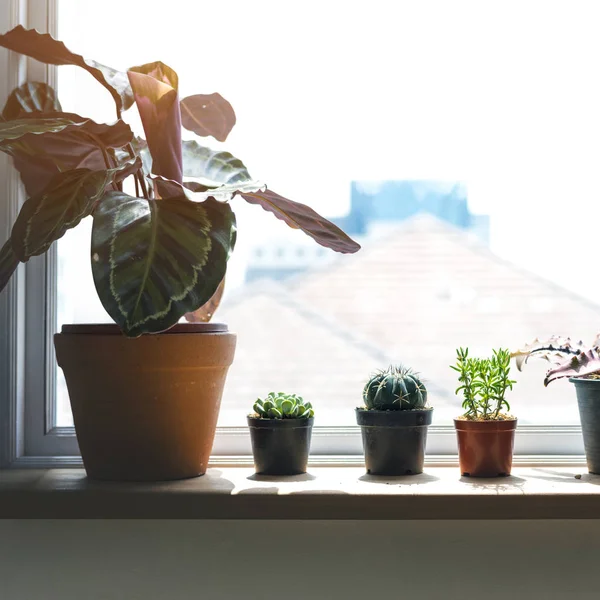 Plants on windowsill at home. — Stock Photo, Image