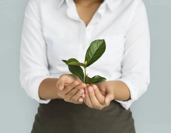 Nő kezében tartja a zöld növény — Stock Fotó
