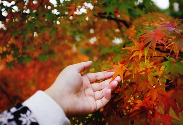 Female hand with autumn leaves — Stock Photo, Image