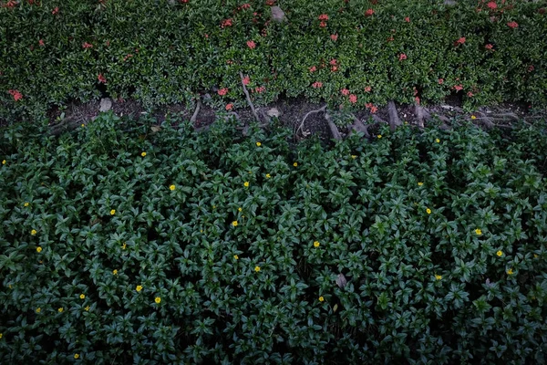 Сад зі свіжою зеленню — стокове фото