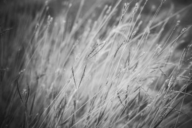 Sonbahar tarım çimen