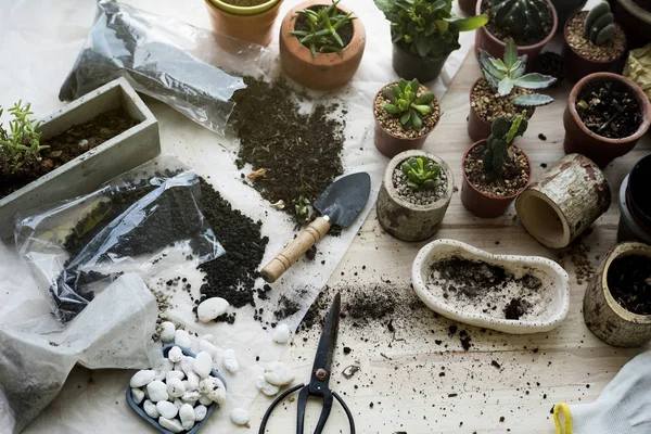 Planten planten in potten — Stockfoto