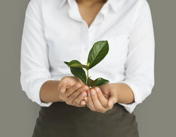 Frauenhände halten grüne Pflanze — Stockfoto
