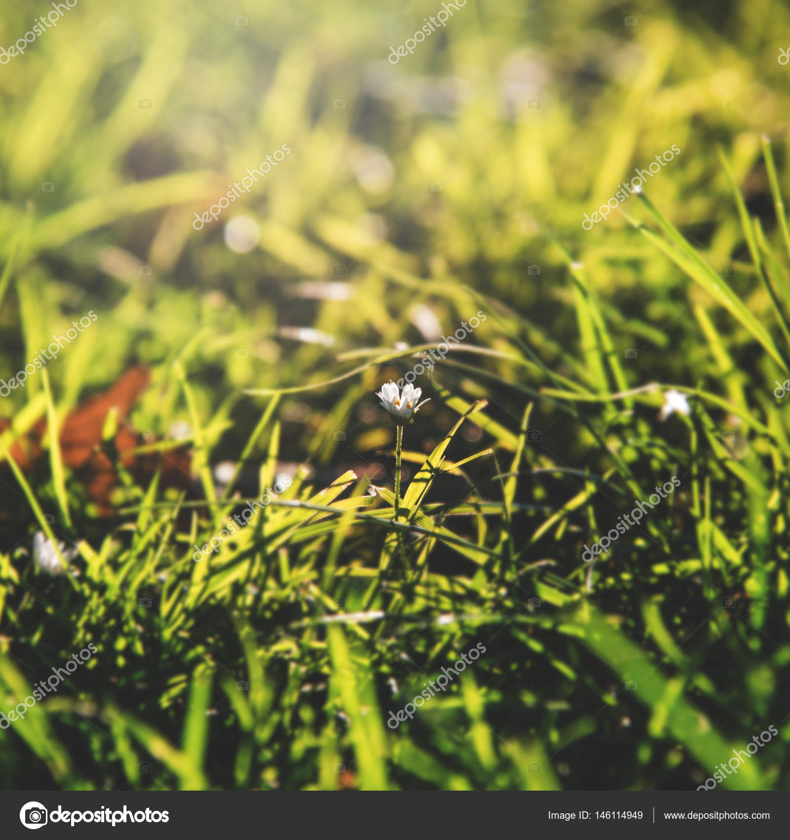 White Flowers in Grass Stock Photo by ©Rawpixel 146114949