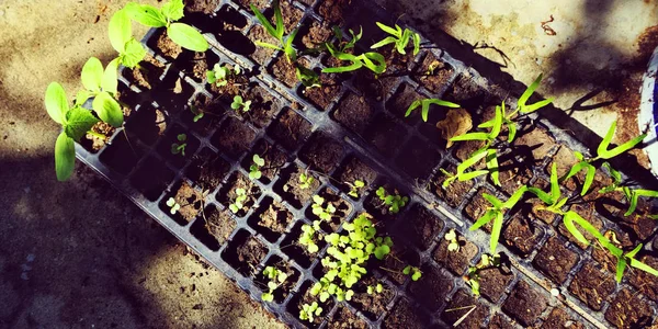 Gröna växter för trädgårdsarbete — Stockfoto