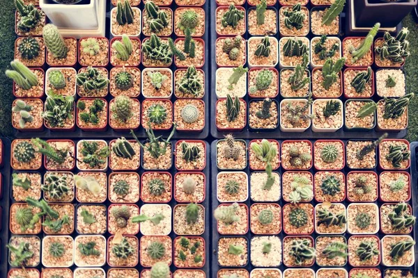 Tło kolekcji kaktusów — Zdjęcie stockowe