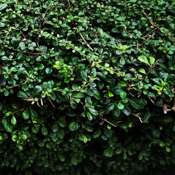 Gröna blad på bush — Stockfoto