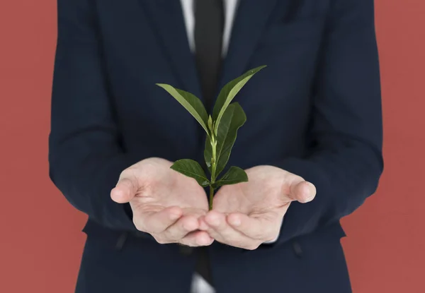 Man handen met groene plant — Stockfoto