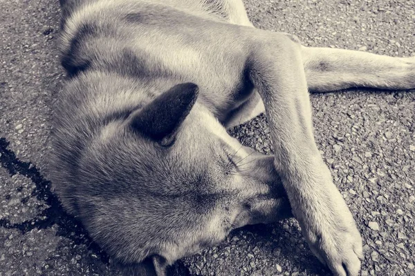 Bezdomovec toulavého psa — Stock fotografie