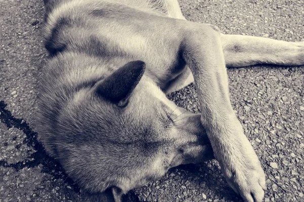 Cão de rua sem abrigo — Fotografia de Stock