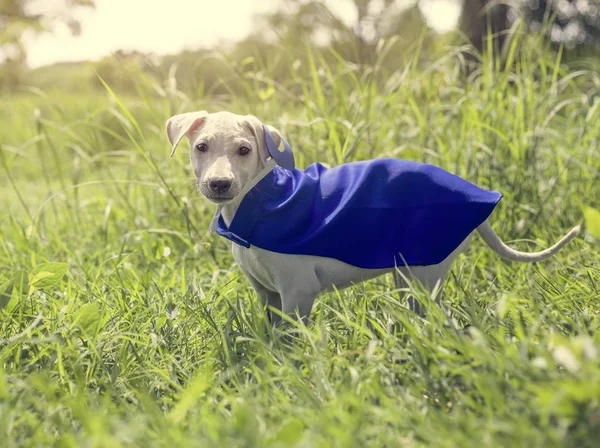 Perro en traje de superhéroe —  Fotos de Stock