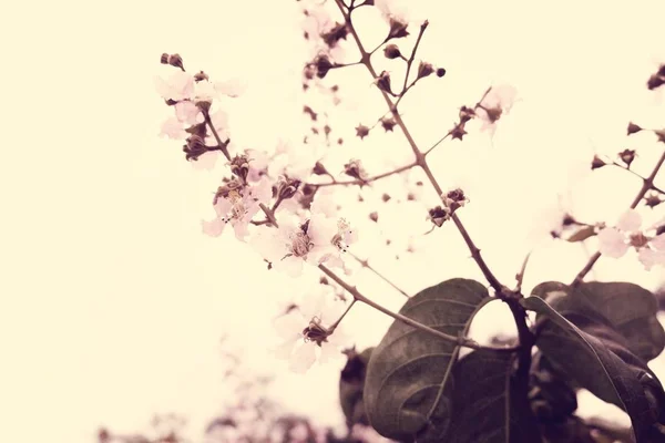 Sakura di fiori di ciliegio — Foto Stock