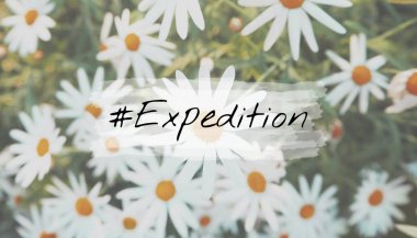 Papatya çiçek alan