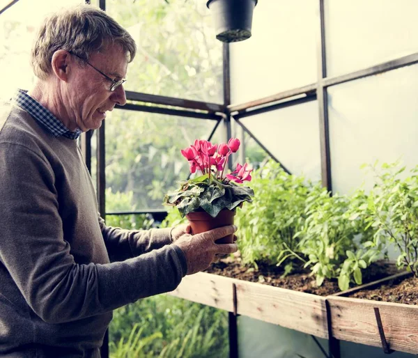 Старший мужчина с растениями — стоковое фото