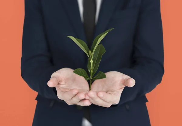 Man handen met groene plant — Stockfoto