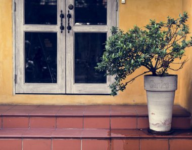 Kase ev karşı bitki