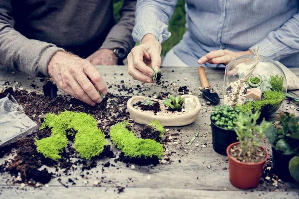 Senior mensen met succulenten — Stockfoto