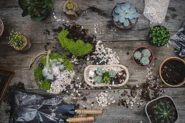 Trädgårdsarbete utrustning och krukväxter — Stockfoto