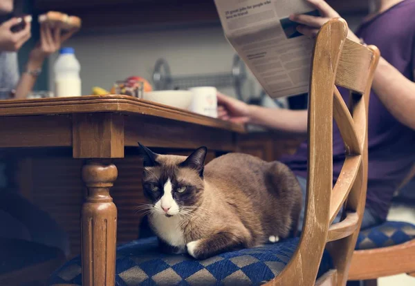 Кіт сидить на стільці — стокове фото