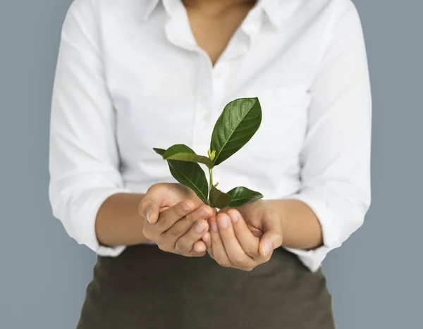 Weibchen halten Sämling — Stockfoto