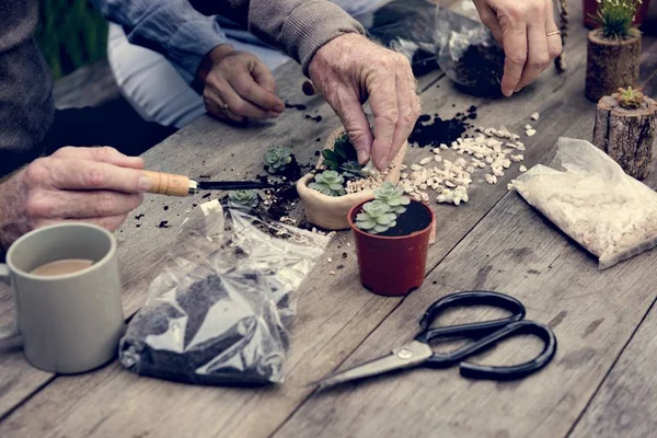 Пожилые люди с сочными растениями — стоковое фото
