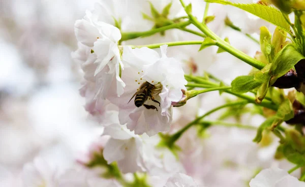 日中の植物 — ストック写真