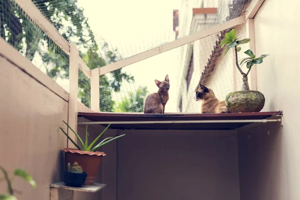 Två katter som är avkopplande på balkong — Stockfoto