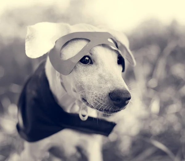 Cão em terno de super-herói — Fotografia de Stock