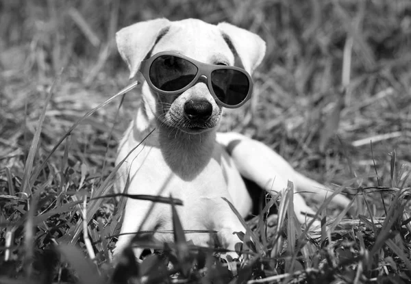 Perro en gafas de sol puesta en la hierba — Foto de Stock