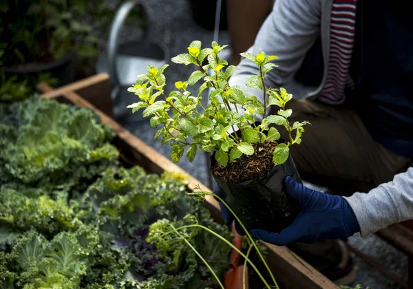 Person planting in garden — Stock Photo, Image