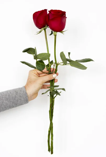 Mão mulher Segurando rosas — Fotografia de Stock